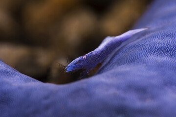 blue sea star commensal shrimp. Romblon Phillippines.
