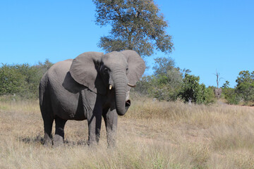 Obraz premium Afrikanischer Elefant / African elephant / Loxodonta africana