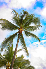 Fototapeta na wymiar ハワイの椰子の木