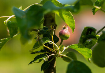 apple fruit growing on apple tree in garden