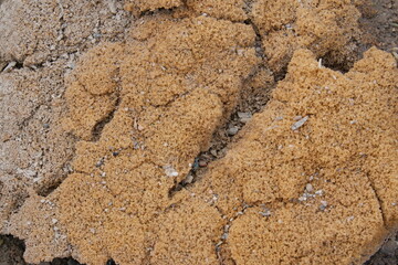 natural sponge on the road, ground texture