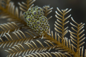 Nudibranch Doto ussi. Underwater macro photography from Romblon, Philippines.