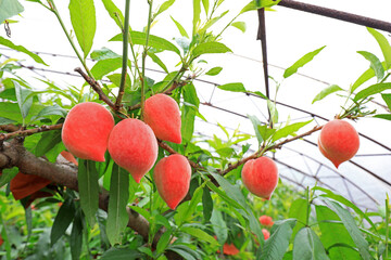 Ripe peaches on branches in a plantation, North China