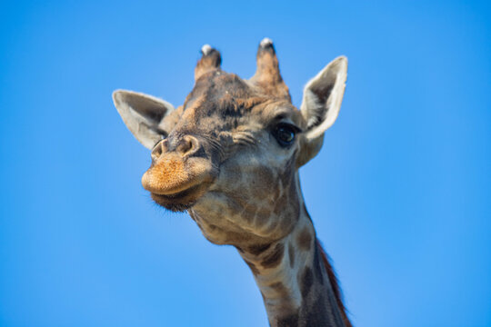 giraffe head close-up against the sky
