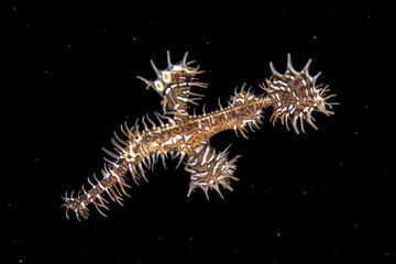 Ornate ghost pipefish (Solenostomus paradoxus). Romblon, Philippines.
