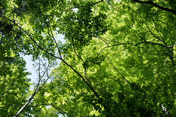 green leaves in the sun