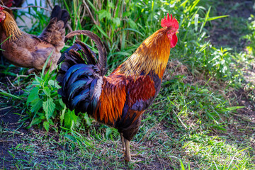 Adult rooster standing on the lawn in the countryside in a free range.