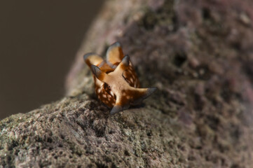 Aplysia nigrocincta, Aplysia nudibranch. Romblon, Philippines.