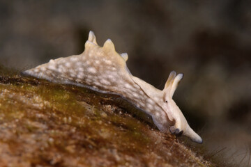 Aplysia nigrocincta, Aplysia nudibranch. Romblon, Philippines.