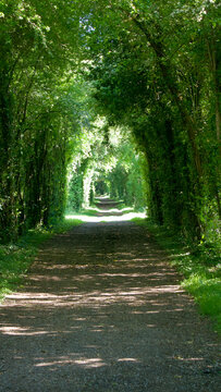 Personal perspective of a footpath in a forest going in the distance among trees forming a natural arch hit by sunlight