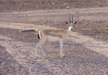 Arabian Sand Gazelle in wildlife conservation park, Abu Dhabi, United Arab Emirates