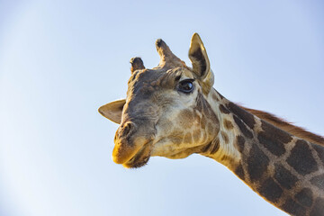 giraffe head close-up against the sky