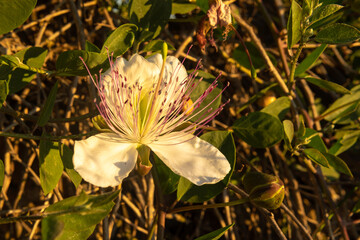 Close-up of the flower of the Caper plant Capparis spinosa at sunset
