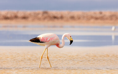 Alone flamingo on salt flats Chaxa, desert near San Pedro de Atacama, Chile. South America
