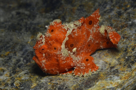 Antennarius pictus (Painted Frogfish), Romblon Island, Philippines