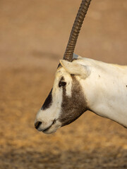 Arabian Oryx Antelope at a wildlife conservation park in Abu Dhabi, United Arab Emirates