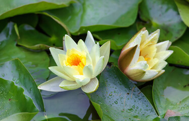 Blossoming white water lotus in the morning after rain in pond