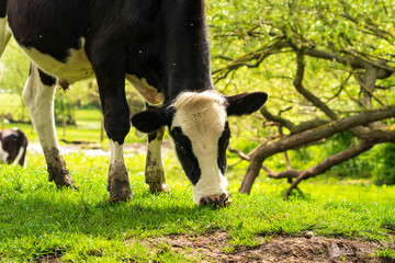 Black and white cow grazing on grass
