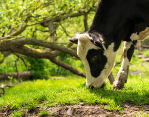 Black and white cow grazing on grass