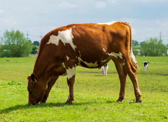 Fototapeta na wymiar Tan and white cow eating grass