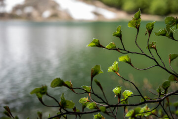 leaves in the forest