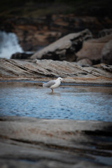A seagull standing on the water at rock platform.