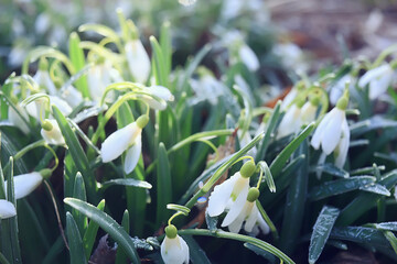 Obraz premium spring flowers, snowdrops in March in the forest, beautiful nature background, small white flowers