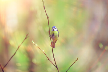 spring bird on a branch, springtime nature, wildlife beauty