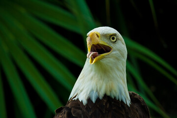 Portrait of an America Bald Eagle panting in the summer heat in Tampa, Florida.