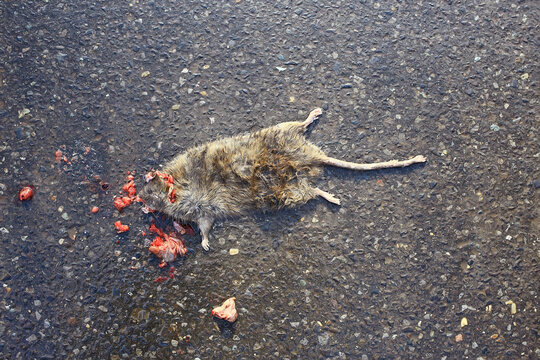 dead crushed rat on the pavement, virus poisoned animal danger