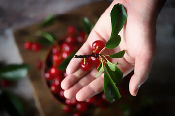 Cherries and cherry leaves in hands close-up.