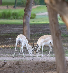 Arabian Sand Gazelle in wildlife conservation park, Abu Dhabi, United Arab Emirates