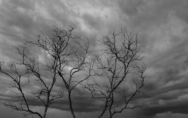 Obraz na płótnie Canvas Silhouette dead tree on dark dramatic sky and white clouds background for a peaceful death. Despair and hopeless concept. Sad of nature. Death and sad emotion background. Dead branch unique pattern.