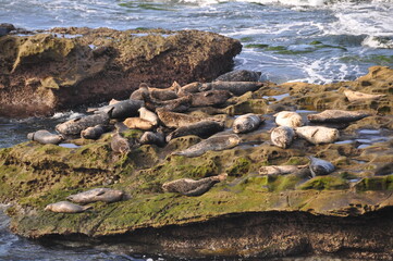 Fototapeta na wymiar View of fur seals lying on La Jolla beach, California
