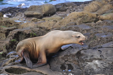 Fur seal in San Diego La Jolla beach at coastline, California