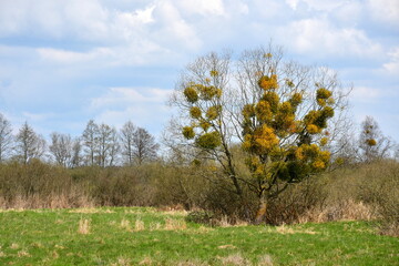Fototapeta premium A view of a large deciduous tree growing in the middle of a field with some parasitic plants covering its branches and leaves seen near a dense forest or moor on a cold spring day in Poland