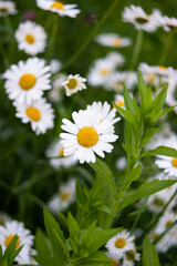 Fresh bright chamomile flowers in a rural field top view sunny day.
