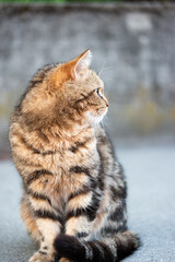 Beautiful confident striped domestic cat sitting on its back legs on the sidewalk daytime shallow depth of field