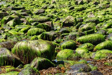 Stone covered with moss and green sea weed. Abstract nature background