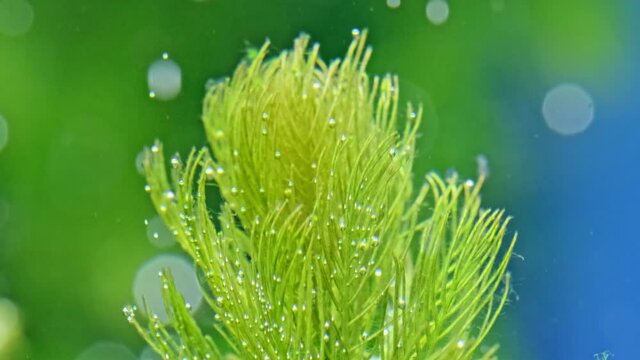 Beautiful freshwater aquarium with many green plants which exudes bubbles oxygen. Process of photosynthesis of aquarium plants in an aquarium. Aqua space. Beautiful aquarium landscape.