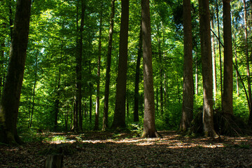 Tall trees in a scenic European forest daytime summer no people