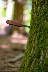 Multi purpose small folding pocket knife stuck in a tree trunk bark in the forest isolated with shallow depth of field