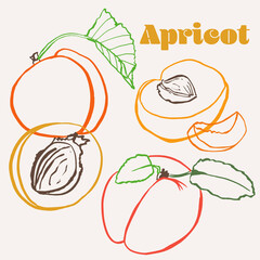 Apricot line art hand-drawn multicolor modern vector illustration. Colorful line art summer fruit design.