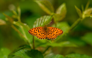 Fototapeta na wymiar orange butterfly on flower