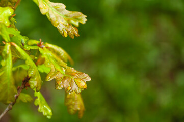 Young oak leaves with dew drops after rain with selective focus on drops close-up on a blurred green background behind. Natural background with oak leaves.