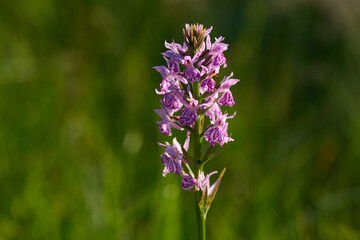 Obraz premium Geflecktes Knabenkraut (Dactylorhiza maculata) in der Oberlausitz 