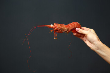 Close up of female hand holding fresh raw red langoustine, lobster, prawn or scampi on black background. Seafood for a healthy diet. copy space