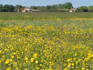 Meadow with Yellow Flowers in Spring, Nature Theme