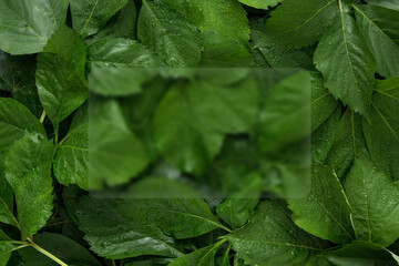 Creative fresh green leaves layout with copy space made with glass morphism. Nature spring concept. Minimal flat lay. 3d render.