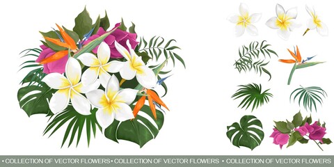 Vector floral tropical composition. White frangipani, strelitzia, begainvillea, palm and monster leaves, tropical plants. Flowers and leaves on white background. 